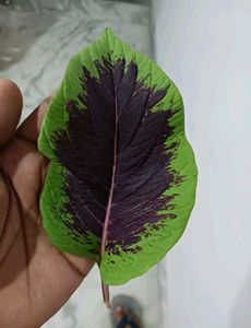 Aprajita, Sunflower, Rain Lily Plant Seed