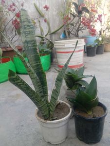 3 Airpurifing Plants Combo