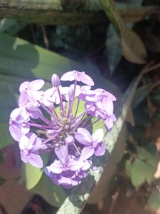 Live Flower  Plant