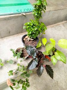 Bonsai And Mix Plants