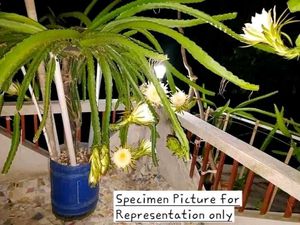 Red Dragon Fruit Plant (Bare Rooted)