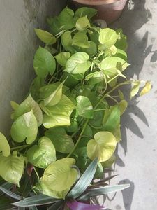 Golden Pothos - Easy Indoor Plant