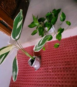Set 2 Beautiful Money &amp; Nevernever Plant