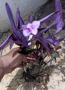 Beautiful Purple Plants