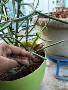 New Growth Pencil Cactus