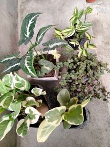 Varigated Air Purifying N Hanging Plants Combo