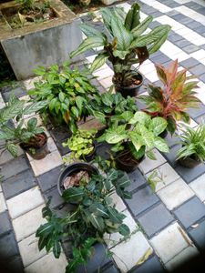 10 Live Root Plants