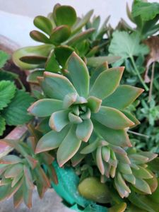 Live SUCCULENT Plant