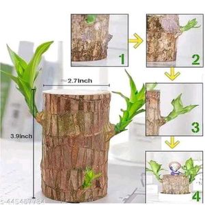 Indoor Brazilian Wood Bamboo Seed Pack Of 2