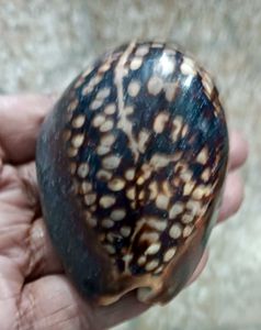 Vintage Cowrie Shell