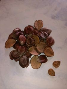 Parijatha Seeds