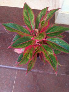 11 Live Root Plants