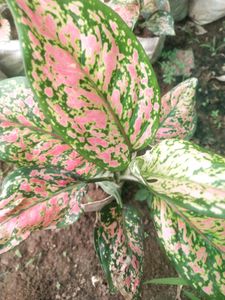 Aglaonema Boxer Big Size  Beautyful Plant