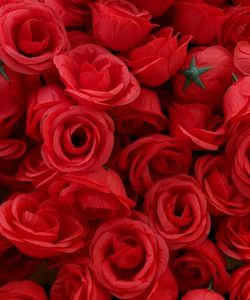 5 Pcs of Big Premium Quality Rose Flower Buds