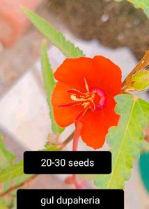 Plants And Seeds Combo Of 12