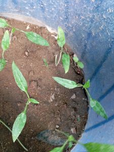 Baby 🌶️Chilli Plant 🌿