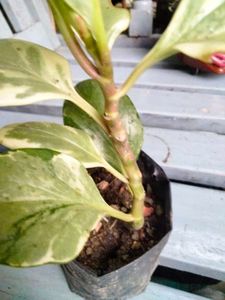 Air Purifying Snygonuims N Peperomia Combo
