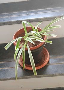 Two well rooted spider plants live