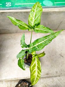 Assorted Houseplant Bundle