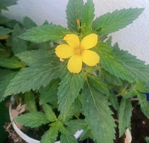 4 RunYellow Flowering Seeds Combo