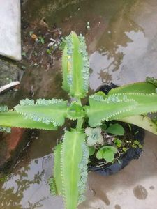 Kalanchoe Daigremontiana (Mother of Thousands)