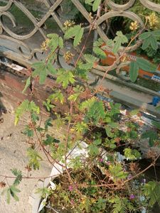 Lajwanti Plant Seeds