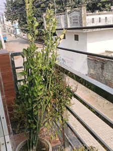 नागदोन  Nagdon Medicine Plant