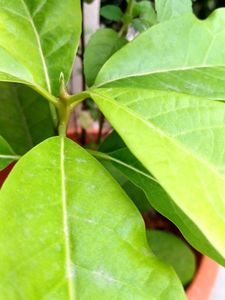 Avocado 🥑  Plant