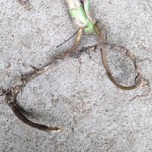 Mostera Pertusa Cutting With Strong Airial Roots