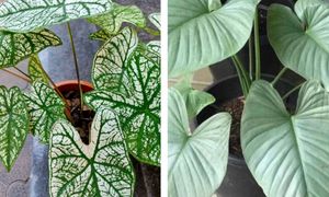 Homolomena-X MAS Caladium Combo
