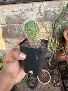 Fish Hook Cactus (Yellow)