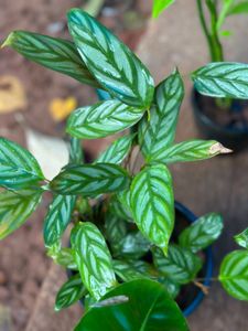 10 Live Root Plants