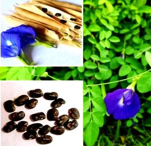 Aprajita Seeds 20 Per Packet