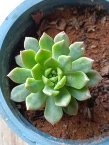 Succulent Plants