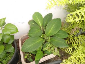 SONY CYBERSHOT DSC-W510 Digital Camera