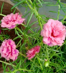 PORTUCULA PLANT (COMBO)
