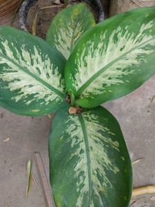 Dieffenbachia Plant