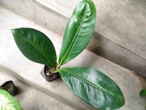 Dieffenbachia N Snygonuim Combo