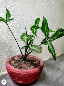 Syngonium Show Plant.