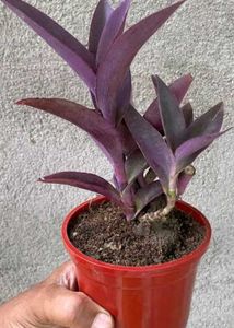 Beautiful Purple Plants