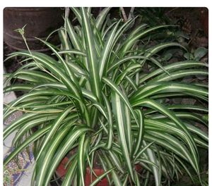 Spider plant With Pot