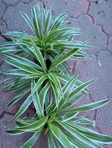 Spider Plant With Bulb