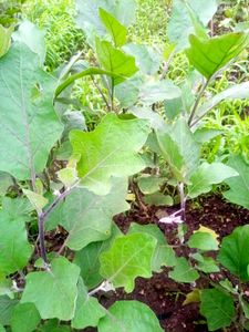 Very Healthy Live Fruits Plants