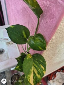 Money Plant Golden Pothos Plants