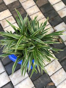 10 Live Root Plants