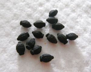 Unique 5o&#39;clock 🕔Yellow 💛 Colour Flower Seeds.