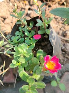 Plant 3 Colour