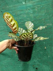 Peacock Plant
