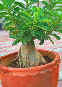 Bonsai Of Adenium plant With Combo