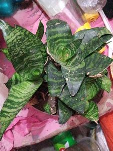 Dwarf Snake Plant (1 plant)